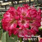Enxerto Rosa do Deserto Ev169