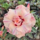 Enxerto Rosa do Deserto EV36 múltiplas pétalas