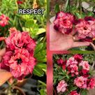 Enxerto Rosa do Deserto Respect