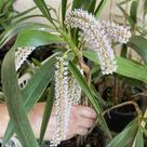Eria multiflora (pinalia multiflora)