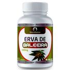 Erva Baleeira 100 Cápsulas 500mg