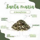 Erva de Santa maria Mastruz 1 kg Erva de Santa maria Mastruz 1 kg
