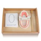 Escova de dentes modelo MEROCO Montessori Practical Life para crianças