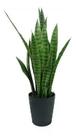 Espada de São Jorge Dracaena trifasciata Espada de São Jorge Dracaena trifasciata