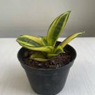 Espada espadinha golden (sansevieria golden hahnii) Espada espadinha golden (sansevieria golden hahnii)