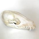 Espécime de crânio animal real em osso natural 13x7 cm