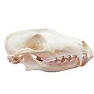 Espécime de crânio de animal real de taxidermia CLOEAT Fox