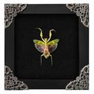 Espécime de taxidermia de Flower Mantis emoldurado em caixa de sombra