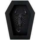 Espécime de taxidermia VINADECOR Scorpion em estrutura de caixão