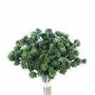 Espeta Nariz Verde Desidratado Sempre Viva Flores Secas