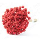 Espeta Nariz Vermelho Desidratado Sempre Viva Flores Secas