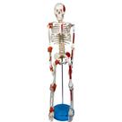 Esqueleto 85 cm c/ Ligamentos, Inserções Musculares, Suporte e Base