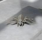 Esqueleto Animal Aranha Halloween