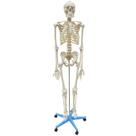 Esqueleto Aprox.168cm com Coluna Flexível com Suporte e Base com rodas - Anatomic TGD-0101-B
