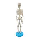 Esqueleto de 45cm - Anatomic TGD-0121