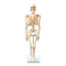 Esqueleto de 85 cm - Anatomic TGD-0112