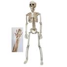 Esqueleto Halloween Dia das Bruxas Caveira Festa Tematica Corpo Humano Decoraçao Entrada Janela Ossos Enfeite