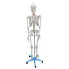 Esqueleto Humano 170cm Padrão com Suporte e Base com Rodas - Anatomic TGD-0101 Esqueleto Humano 170cm Padrão com Suporte e Base com Rodas - Anatomic TGD-0101