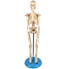 Esqueleto Humano 45 cm Altura Articulado, Anatomia