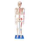 Esqueleto Humano 85 cm Altura, Articulado com Inserções Musculares