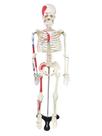 Esqueleto Humano 85 cm de Altura com Inserções Musculares, Haste e Suporte