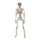 Esqueleto Humano Articulado 40cm - Decoração Halloween