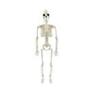 Esqueleto Humano Articulado De 40cm Para Halloween, Adereços De Terror, Decorações Para Festas De Esqueleto Humano Articulado De 40cm Para Halloween, Adereços De Terror, Decorações Para Festas De