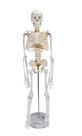 Esqueleto Humano Clássico de 85 cm com Suporte