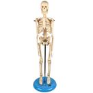 Esqueleto Humano de 45 cm, Modelo Anatômico