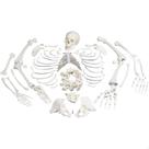 Esqueleto humano desarticulado 170cm