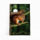 Esquilo Roendo Animais Natureza Quadro Canvas 60x40cm