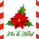 Essência Flor de Natal 100ml