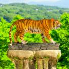Estátua Tigre Colorido em Resina Decoração - Poder e Elegância para Seu Ambiente