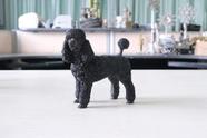 Estátuas ao ar livre CSHSU Poodle Dog Simulation Resin Crafts