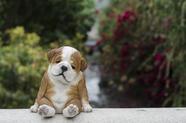Estatueta de presente de alta linha Bulldog Sleeping Brown Medium