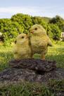 Estatueta Hi-Line Gift Ltd. Playful Chicks Garden Statue Estatueta Hi-Line Gift Ltd. Playful Chicks Garden Statue