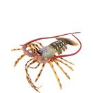 Estatueta realista de lagosta, PVC, oceano, animal marinho, modelo 22,5 cm