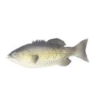 Estatueta realista de peixe Fish Model PU Lifelike Bass Fish 30 cm