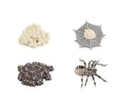 Estatuetas: Tarantula, modelo de brinquedo em miniatura para crianças e colecionadores