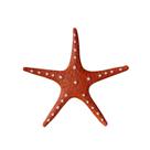 Estrela do Mar Laranja 25cm Estilo Boho Chic, Rústico e Tropical VÁRIAS VARIEDADES