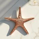 Estrela do Mar Rosê Gold 25cm Decorativa Inspiração Boho Praia Verão VÁRIAS VARIEDADES