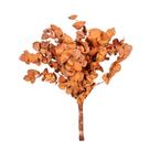 Eucalipto Laranja Desidratado p/ Decoração