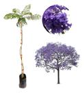 Excelente Muda De Jacarandá Mimoso - Bem Formado Excelente Muda De Jacarandá Mimoso - Bem Formado