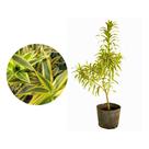 Excelente Muda De Pleomele Variegata