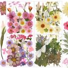 Exposição de 104 peças de flores secas para artesanato em resina e bricolage Exposição de 104 peças de flores secas para artesanato em resina e bricolage