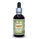 Extrato líquido Herbal Terra LLC Kalanchoe Pinnata 60mL