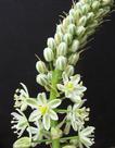 Falsa Cebola do Mar - Ornithogalum Caudatum - Planta Suculenta