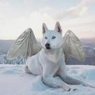 Fantasia de cachorro Onmygogo Funny Bat Dragon Wing Halloween Silver L