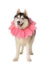 Fantasia para cães ComfyCamper Pink Flower Colar XS-XXL