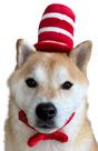 Fantasia para cães ComfyCamper Red White Top Hat Bowtie M